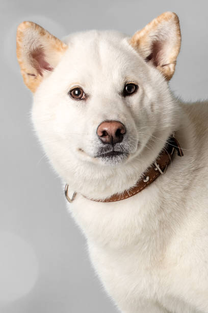 A white Shiba Inu dog on a gray defocused bokeh lights background. Space for copy.