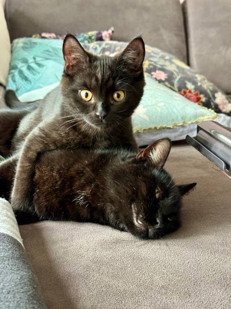 istock Black cat and a Mancoon kitten 2151950058