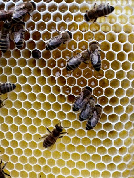 Visible is a honeycomb from a beehive, held by a beekeeper. Bees are sitting on yellow wax.