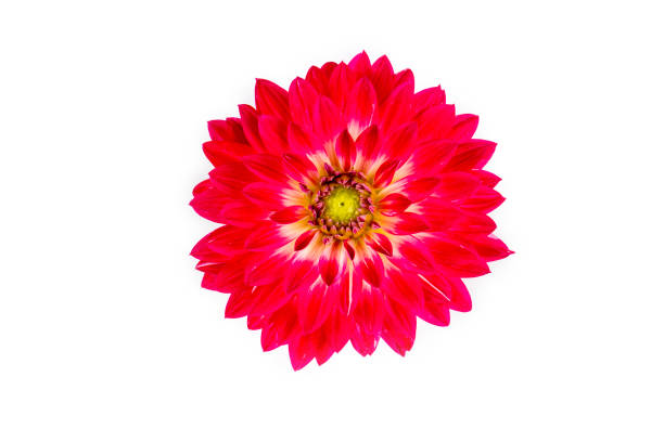 Dahlia flower isolated on white background.