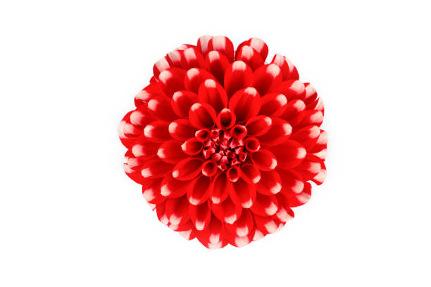 istock Dahlia flower isolated on white background. 2151953218