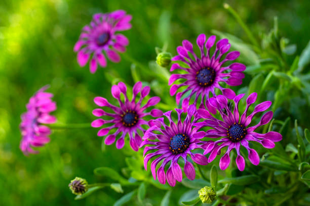 istock Osteospermum fruticosum flowers in full bloom 2151953788