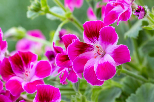 istock Royal pelargonium flowers - Pelargonium grandiflorum 2151953852