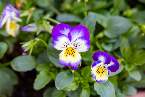 Scientific name: Viola tricolor - Family: Violaceae