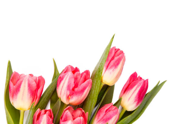 istock Pink tulip flower isolated on white background 2151953922
