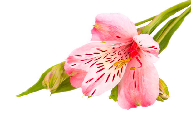 Alstroemeria flower isolated on white background