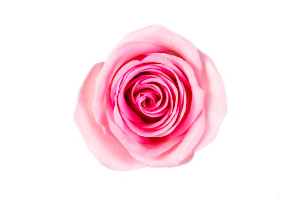 istock Pink rose on the white background 2151954157