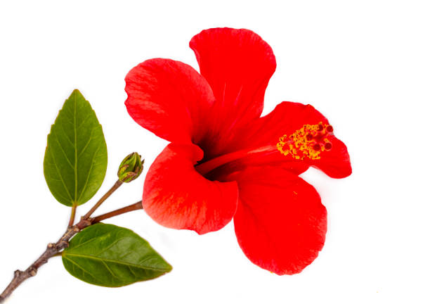 istock Red hibiscus flower & leaf (rosa sinensis) isolated on white path background. 2151954227