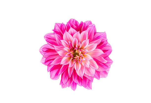 istock Dahlia flower isolated on white background. 2151954228