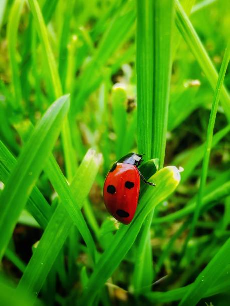 istock Love heart spot ladybird 2151954405