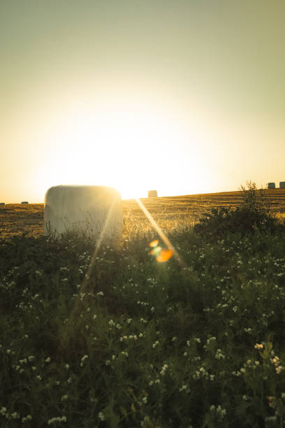 Cultivation with harvesting bales in full sunset