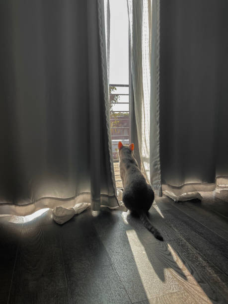 istock Cat standing by curtains in a bedroom at sunset 2151958973