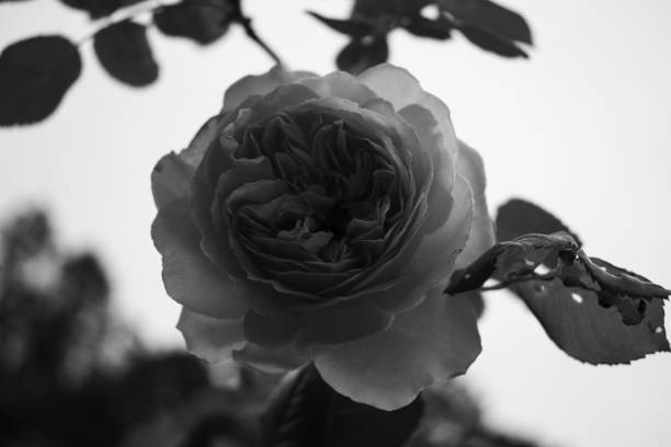 istock Rose Blooming Flower in Spring Garden 2151959090