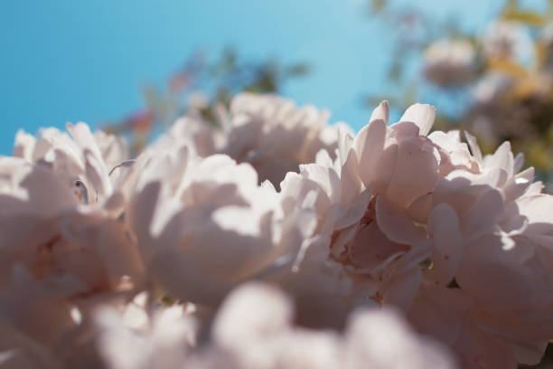Rose Blooming Flower in Spring Garden