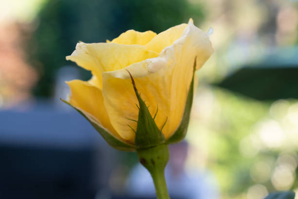 Rose Blooming Flower in Spring Garden