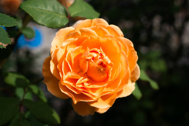 Rose Blooming Flower in Spring Garden