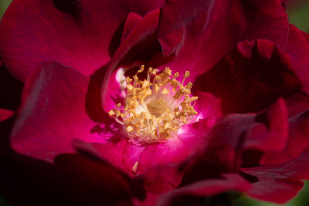 Rose Blooming Flower in Spring Garden