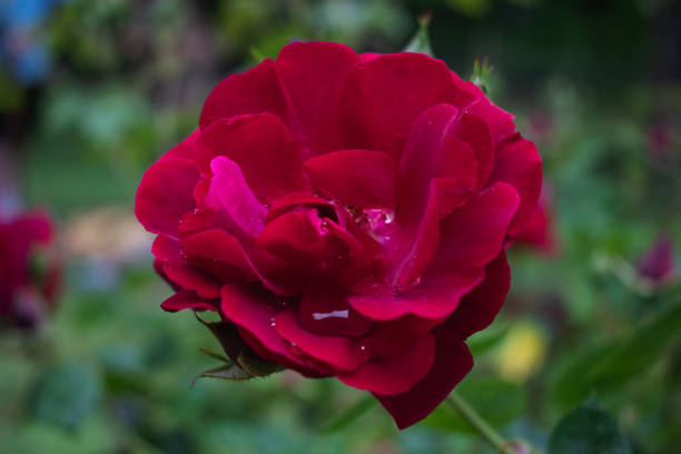 Rose Blooming Flower in Spring Garden