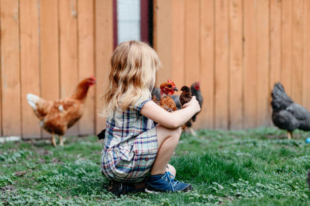 istock Young girl feeding pet chickens in backyard 2151960395