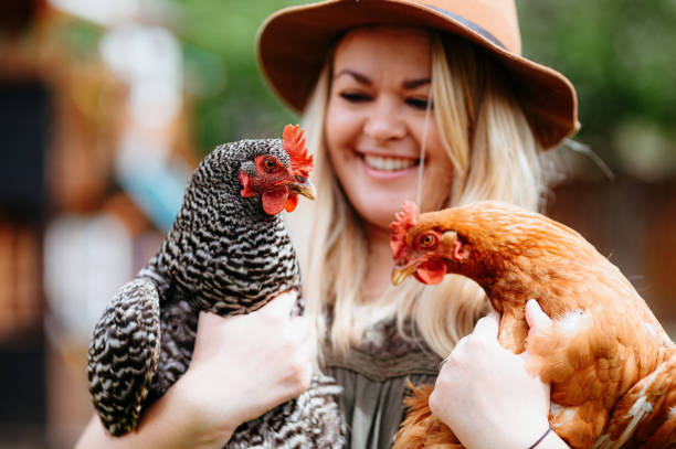 istock Smiling woman holds two chickens 2151960402