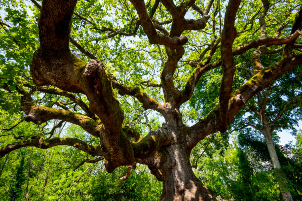 istock The Oak of the Witches 2151963023