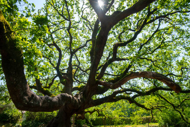 istock The Oak of the Witches 2151963231
