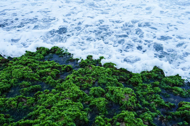 waves crashing on rocks covered in green seaweed