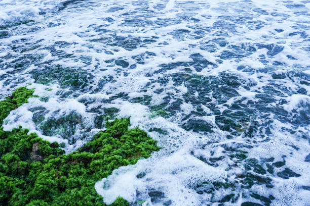 waves crashing on rocks covered in green seaweed
