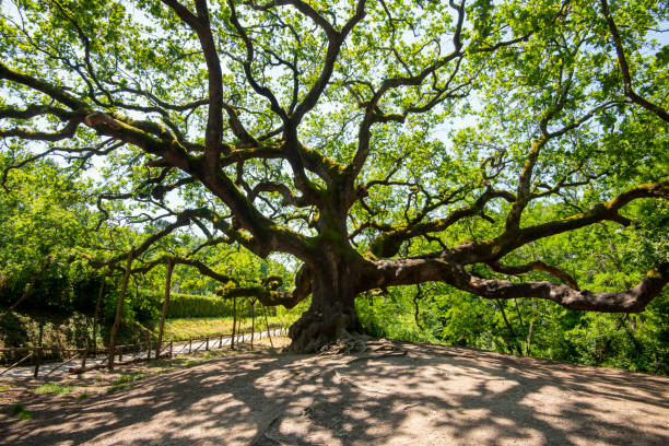 istock The Oak of the Witches 2151963330