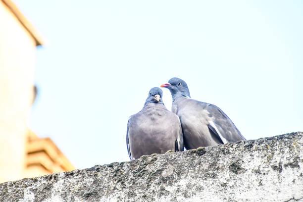 istock pair of doves, photo as a background 2151963658