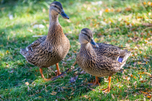 istock A bunch of Mallards in Tucson, Arizona 2151964801