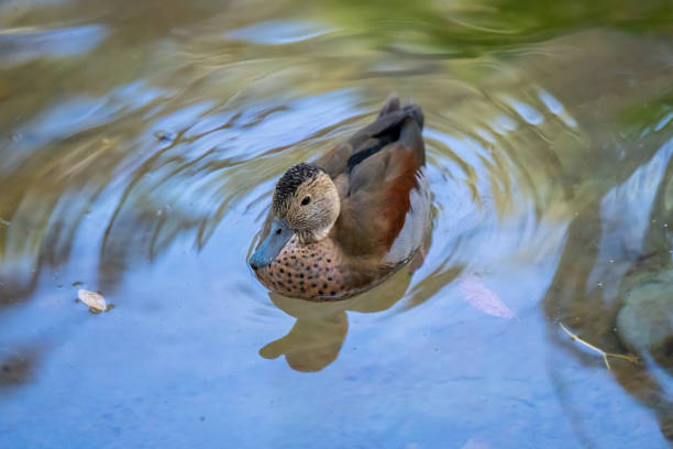 Dabbling ducks strolling around the pond .