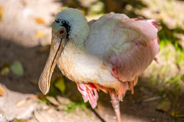 A gregarious wading bird strolling around the preserve .