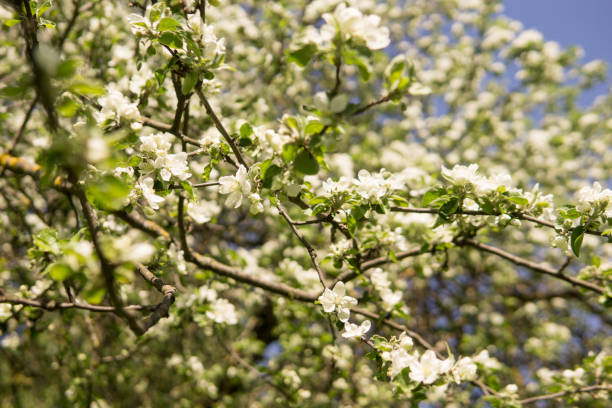 istock An apple tree in a blooming park, the general plan.Blooming branches of an apple tree with white flowers, a background of spring nature 2151965596