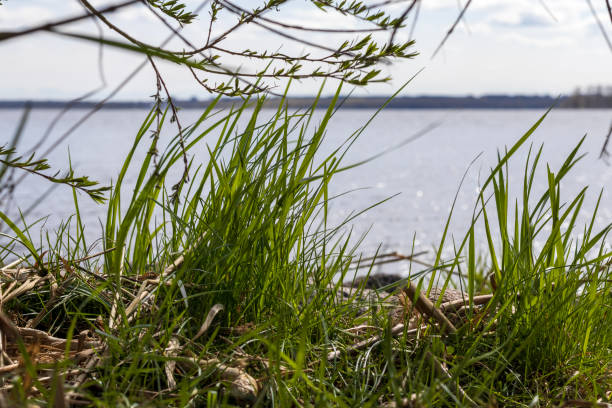istock .green grass in water with blue sky in background 2151968389