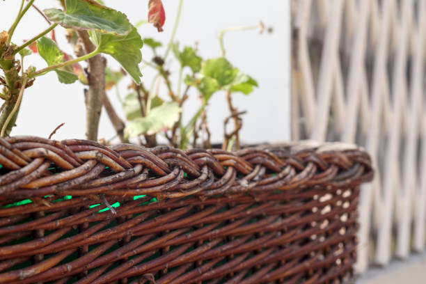 A wicker basket filled with lush green myosotis plants sits outdoors, capturing the essence of Danish springtime. Soft evening light enhances the serene and magical atmosphere of nature's beauty.