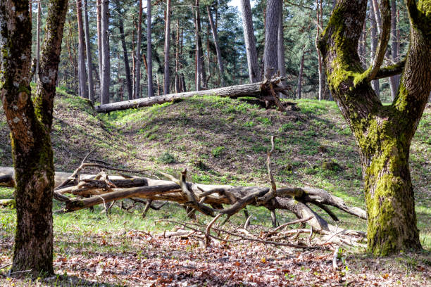 istock .forest in autumn with a broken tree trunk on the ground 2151968402
