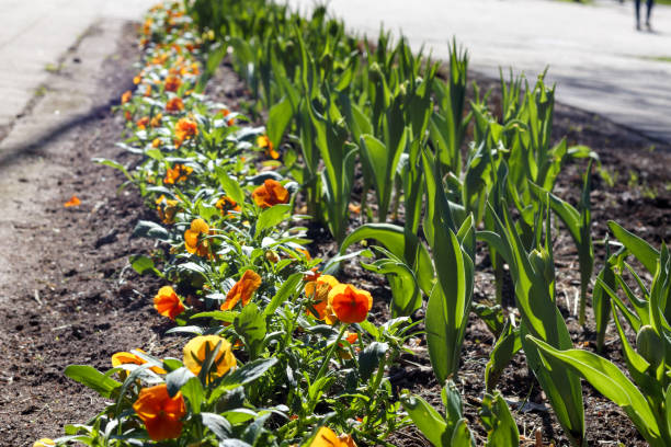 orange flowers in the garden