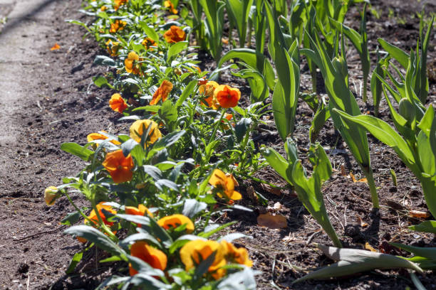 orange flowers in the garden