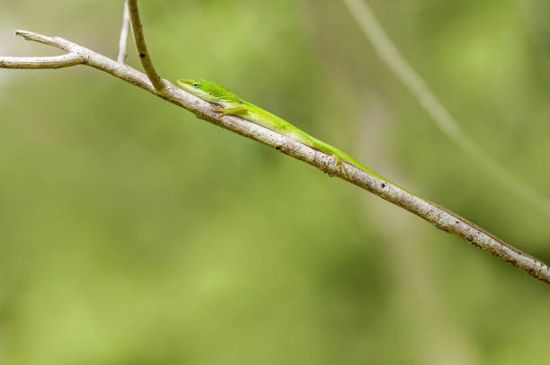 istock Full-body profile of a native green anole, Sciurus carolinensis, with a very long tail on a branch. The background is blurred. 2151969925