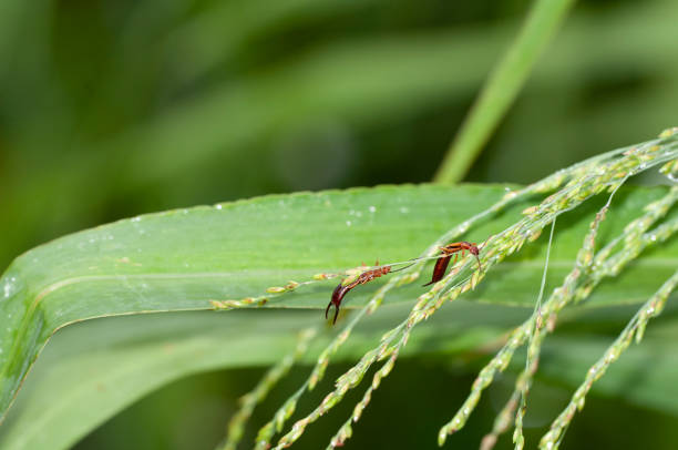 Two adult earwigs, forficula spp., nibbling on grass seeds. Earwigs are found throughout North America, usually in small, moist crevices. Despite their prominent pinchers, they are harmless to humans. dos tijeretas adultas, forficula spp., mordisqueando semillas de hierba. las tijeretas se encuentran en toda américa del norte, generalmente en grietas pequeñas y húmedas. a pesar de sus prominentes pinzas, son inofensivas para los humanos.