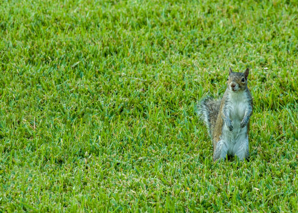 A cute Eastern Gray Squirrel standing upright on a freshly mowed lawn. The squirrel is very alert, curious, and looking ahead. Room for type.