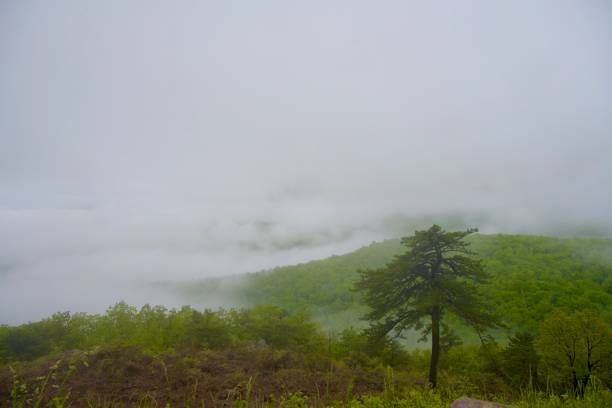 A lone tree stands out in the foreground on a foggy morning in Shenandoah National Park on an early Spring morning.
