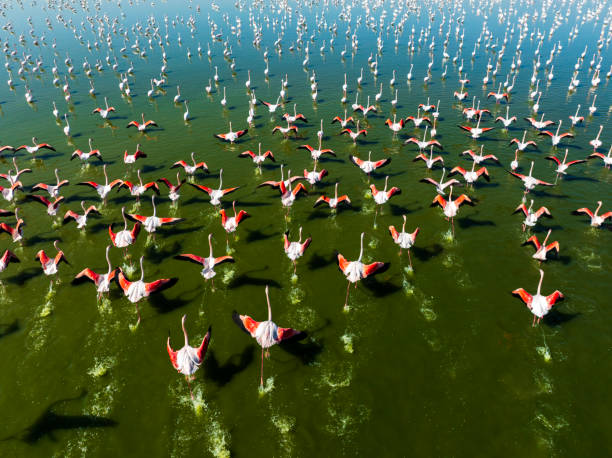 istock flamingo family 2151975488