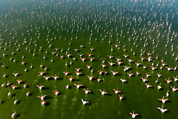 istock flamingo family 2151975492
