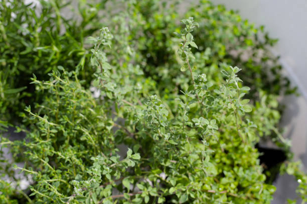 istock Fresh herbs in the garden 2151977961