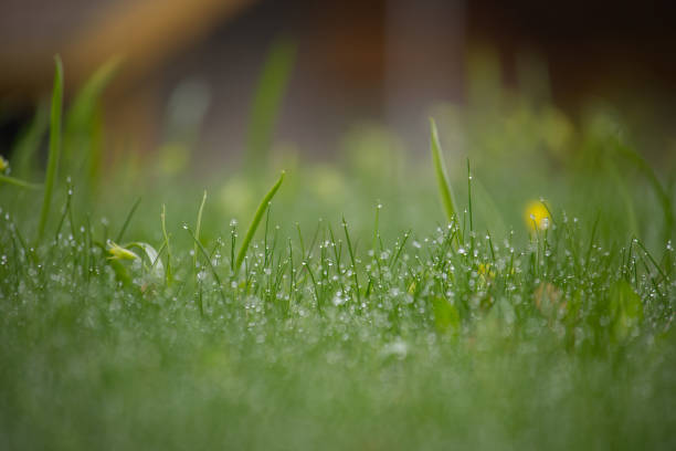 istock Green grass is covered with drops of morning dew 2151979576