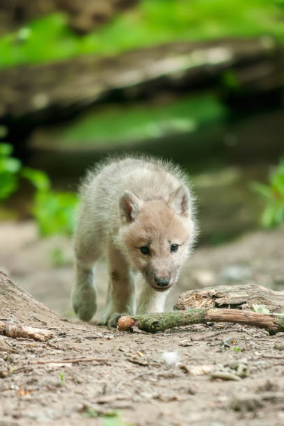 White wolf displaying an engaging expression in a green, wooded outdoor setting, emphasizing wildlife and nature.