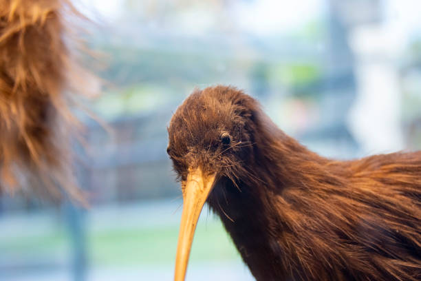 Taxidermy Kiwi Bird - New Zealand
