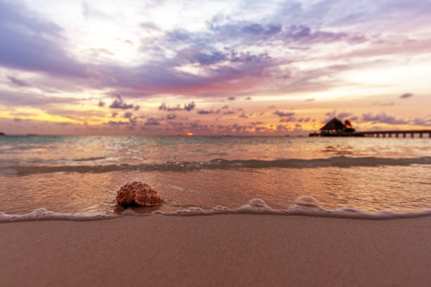 The Caribbean Hermit Crab is a species of land hermit crab native to the west Atlantic, Bahamas, Belize, southern Florida, Venezuela, the Virgin Islands, and the West Indies. Adults burrow and hide under the roots of large trees, and can be found a considerable distance inland. Hermit crabs are common in Belize, particularly on the sandy beaches where they can be found scuttling around at all hours of the day and night.